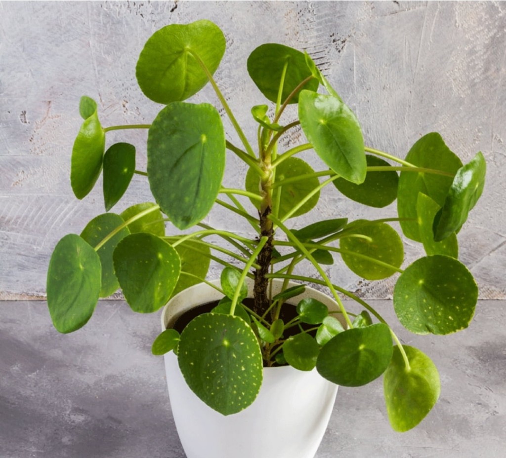 pilea-peperomioides