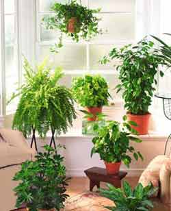 plantas-interior