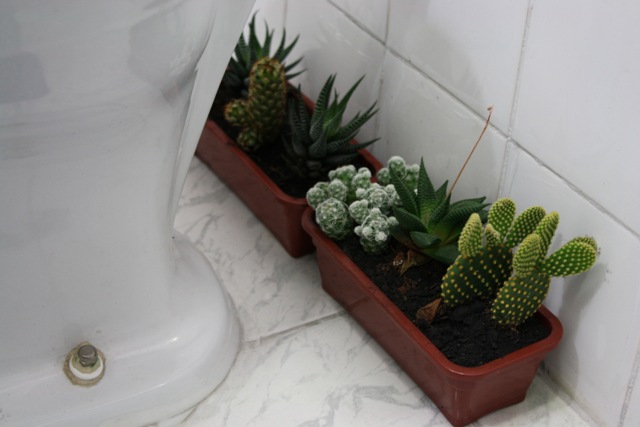 plantas-no-banheiro-6