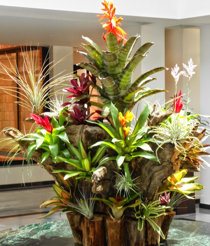 plantas tropicais