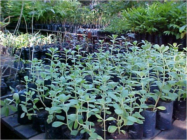plantas_medicinais