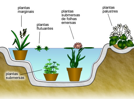 plantasaquaticas1
