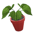 plantpot