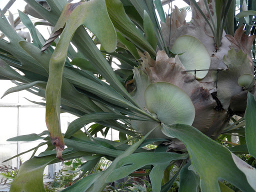 platycerium