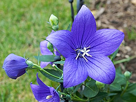 platycodon_grandiflorus