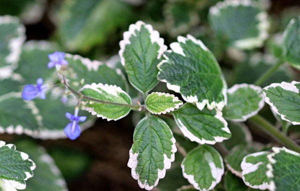 plectranthus