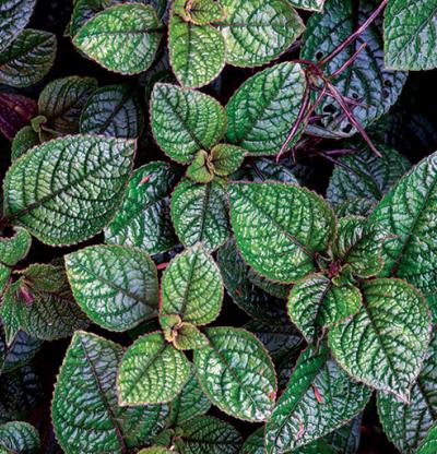 plectranthus_purpuratus