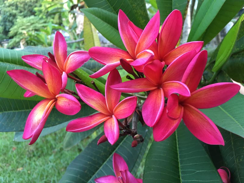 plemeria rubra