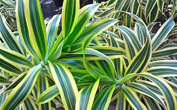 pleomele-dracaena-reflexa