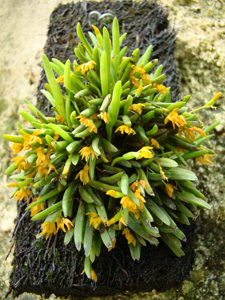 pleurothallis-sonderana-6