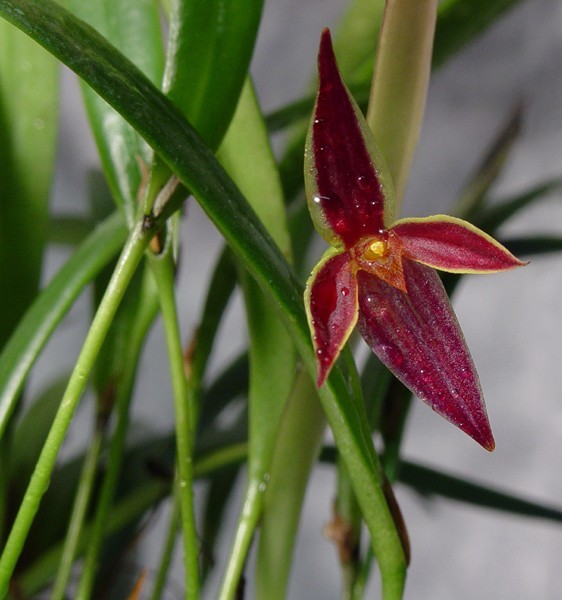 pleurothallis_allenii