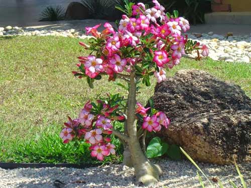 plantada no chão