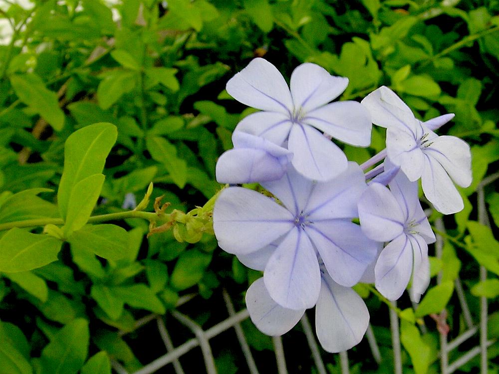 plumbago-auriculata