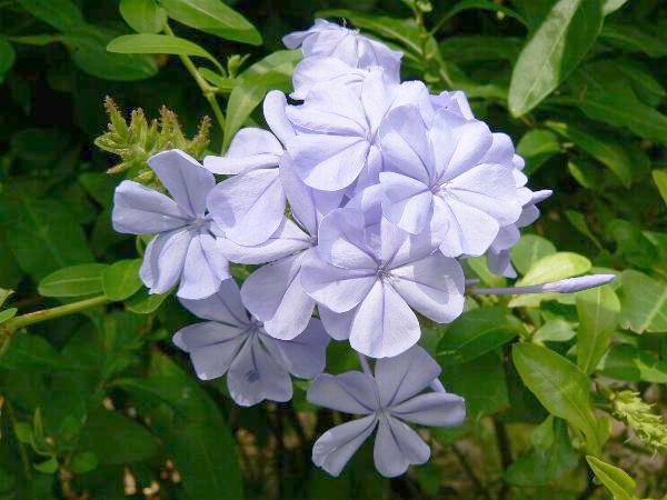 plumbago-auriculata2