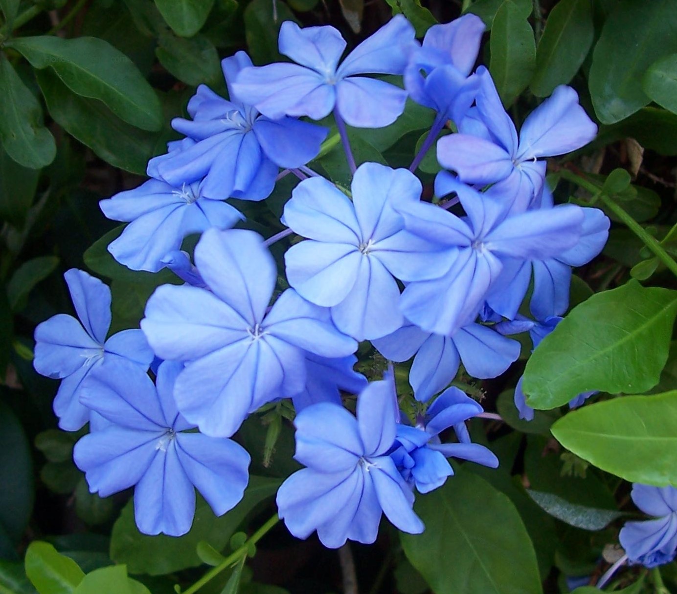 plumbago