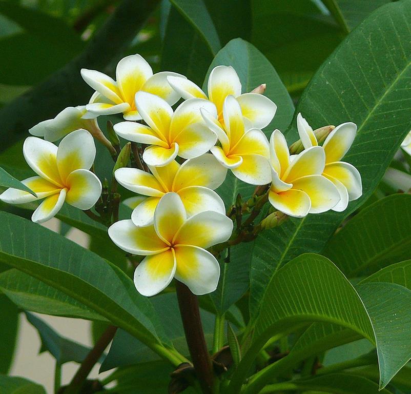 plumeria rubra