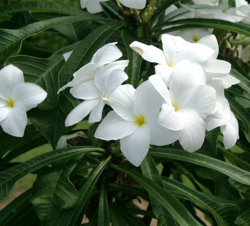 plumeria