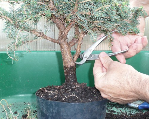 poda-bonsai