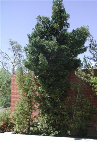 podocarpus macrophyllus (Small)