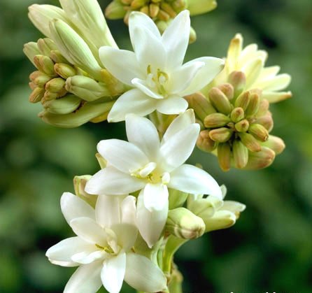 polianthes tuberosa