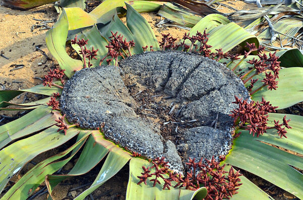 polvo-do-deserto