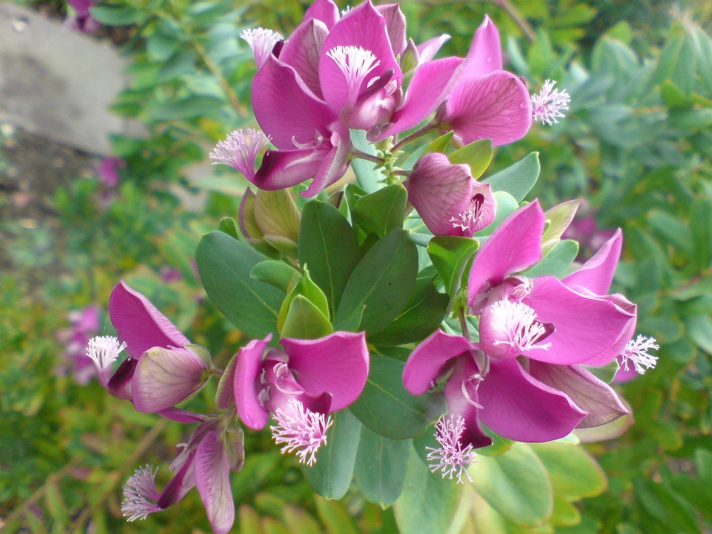 polygala