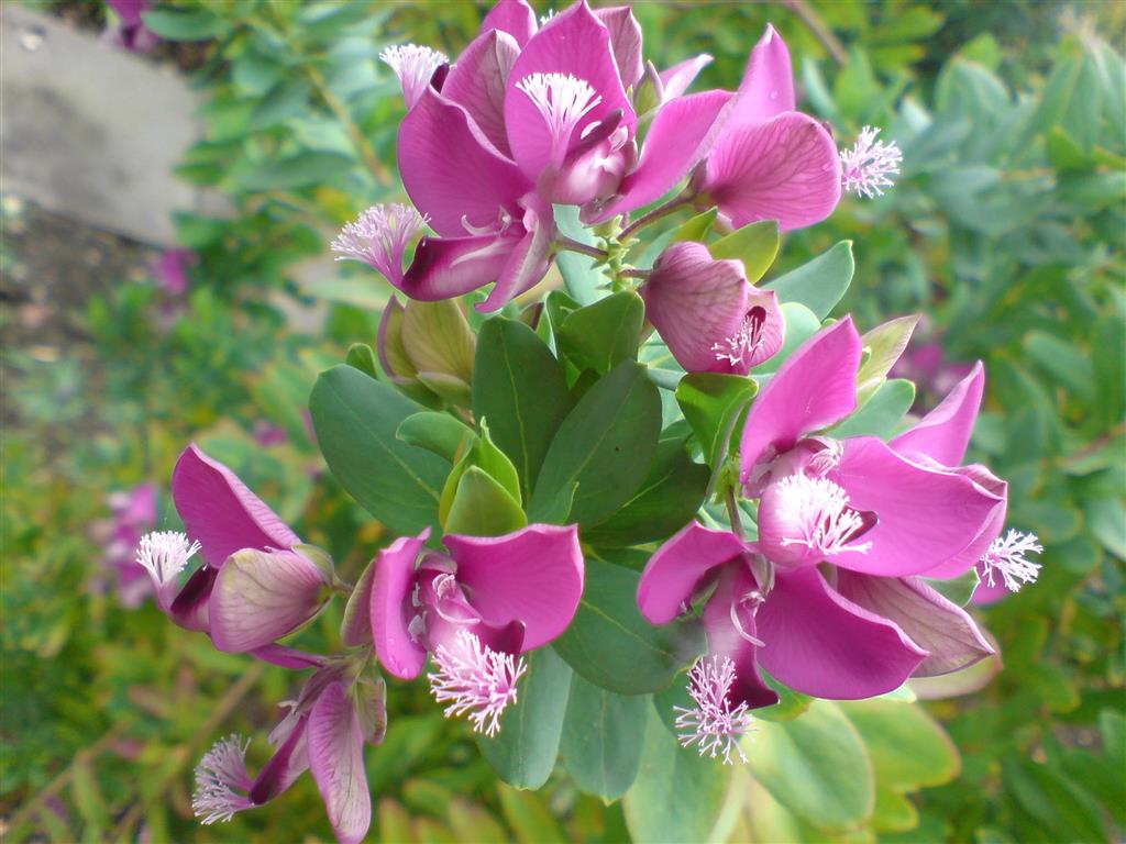 polygala 