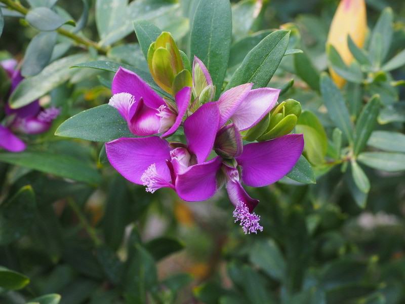 polygala-myrtifolia