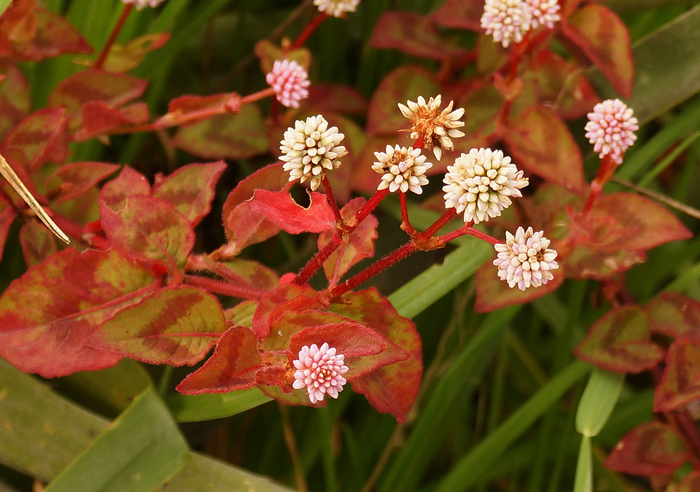 polygonum-capitatum