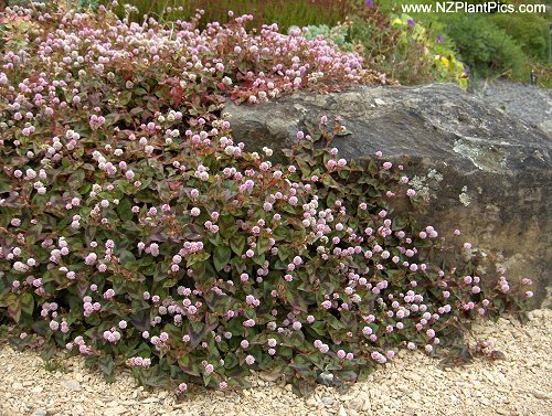 polygonum_capitatum