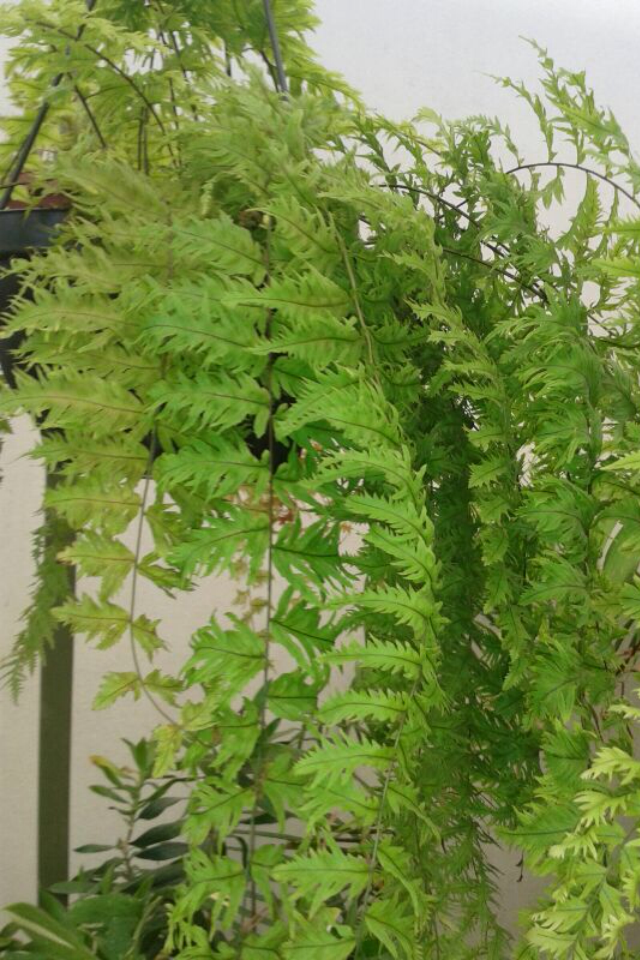 polypodium subauriculatum