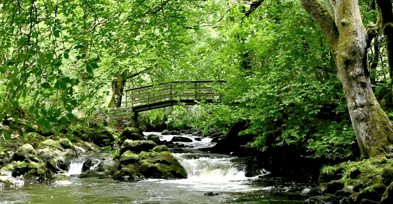 ponte sobre riacho