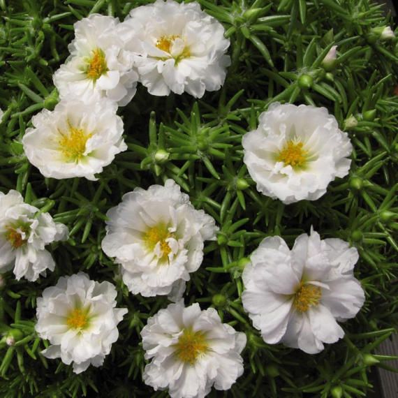 portulaca branca