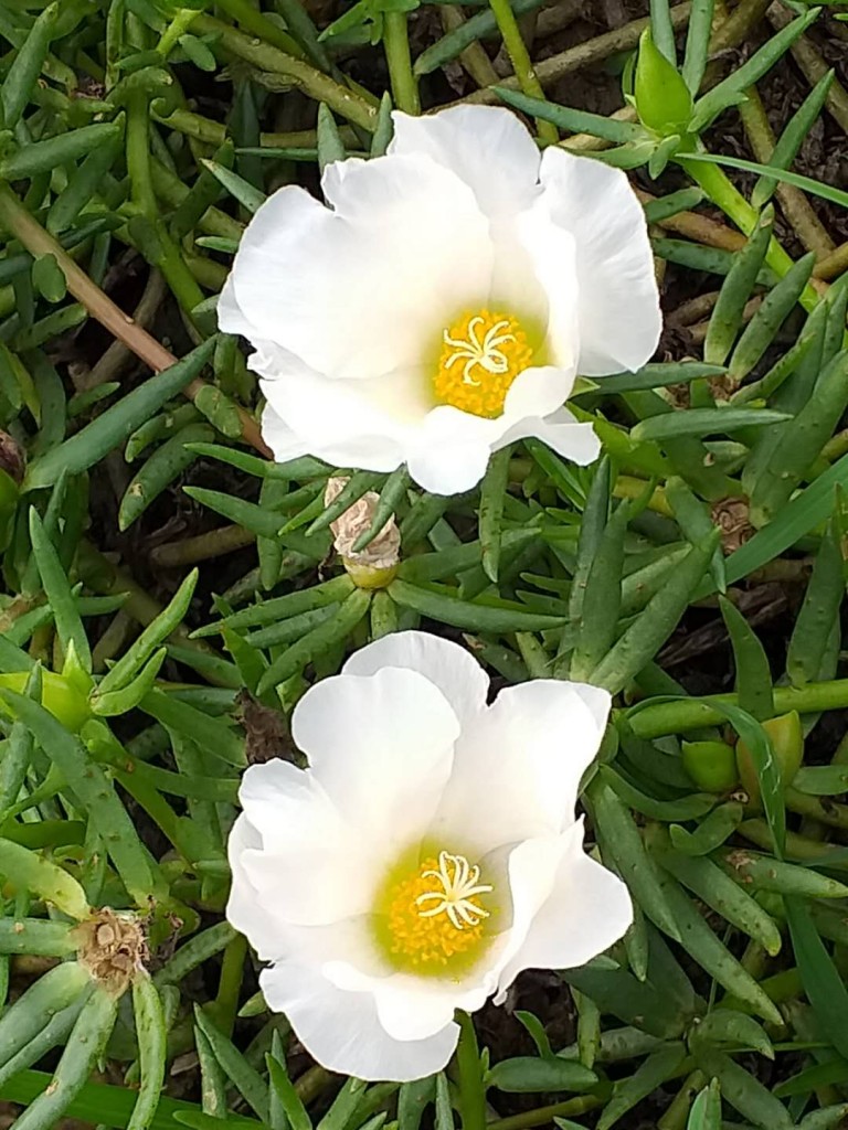 portulaca grandiflora