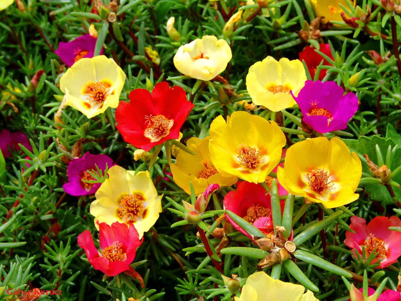 portulaca grandiflora 9