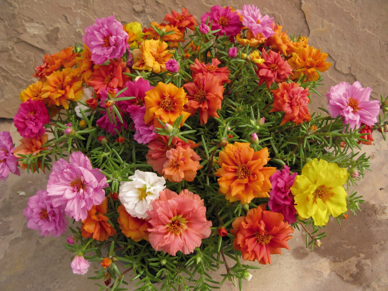 portulaca-grandiflora1