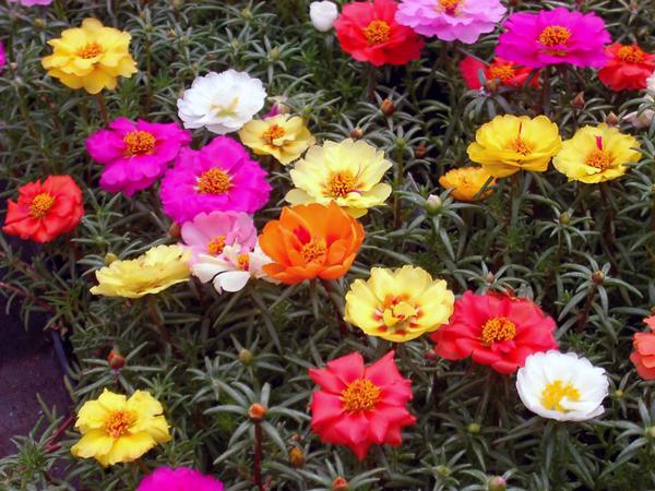 portulaca