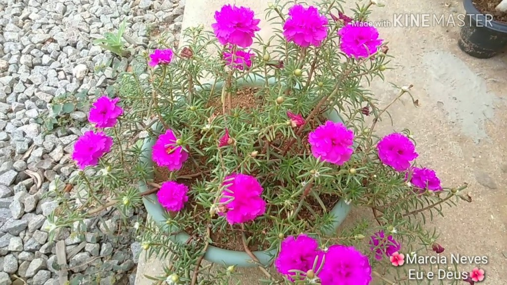 portulaca