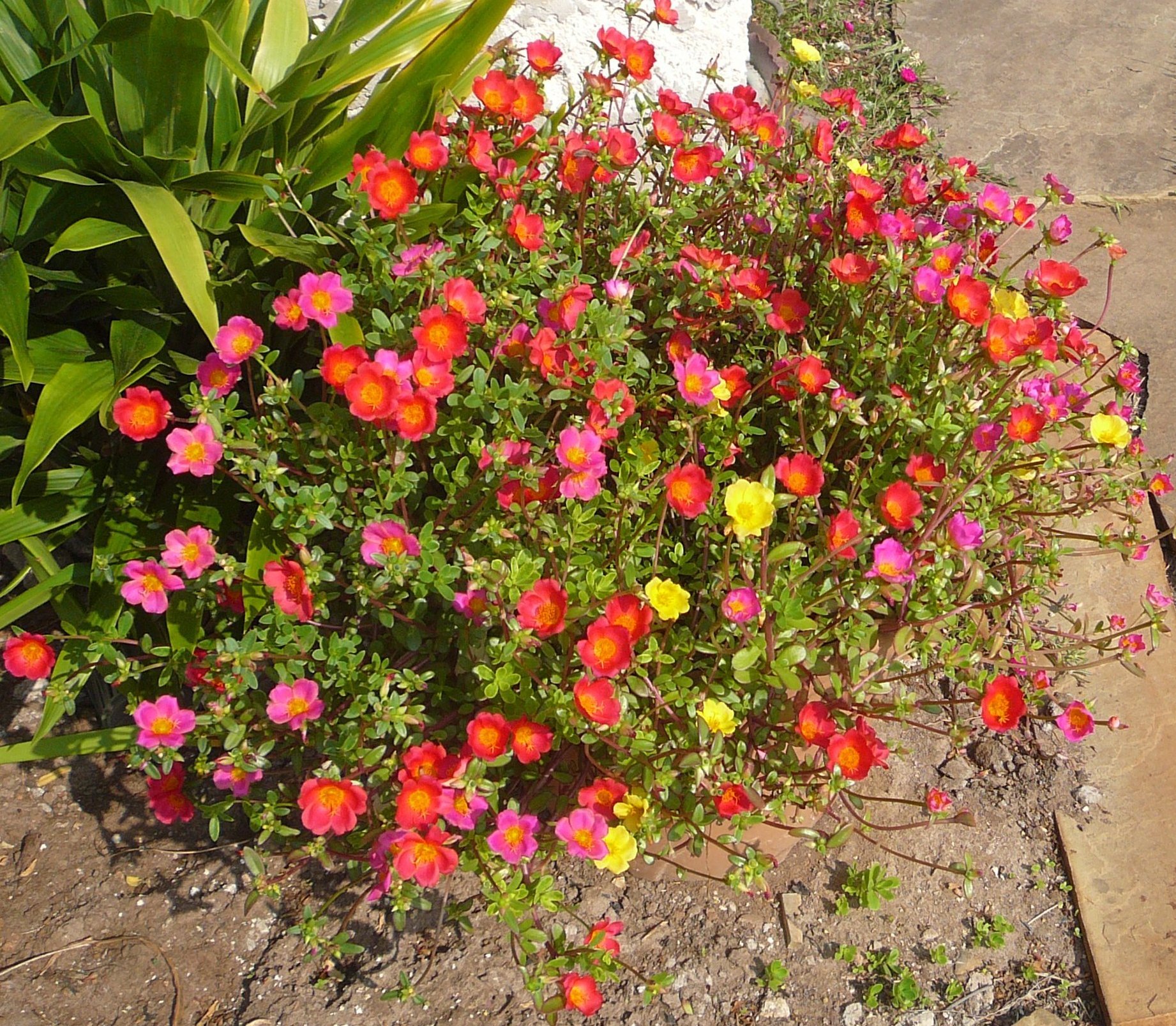 portulaca22