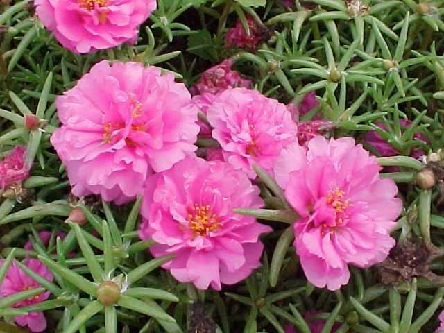 portulacagrandifloraa