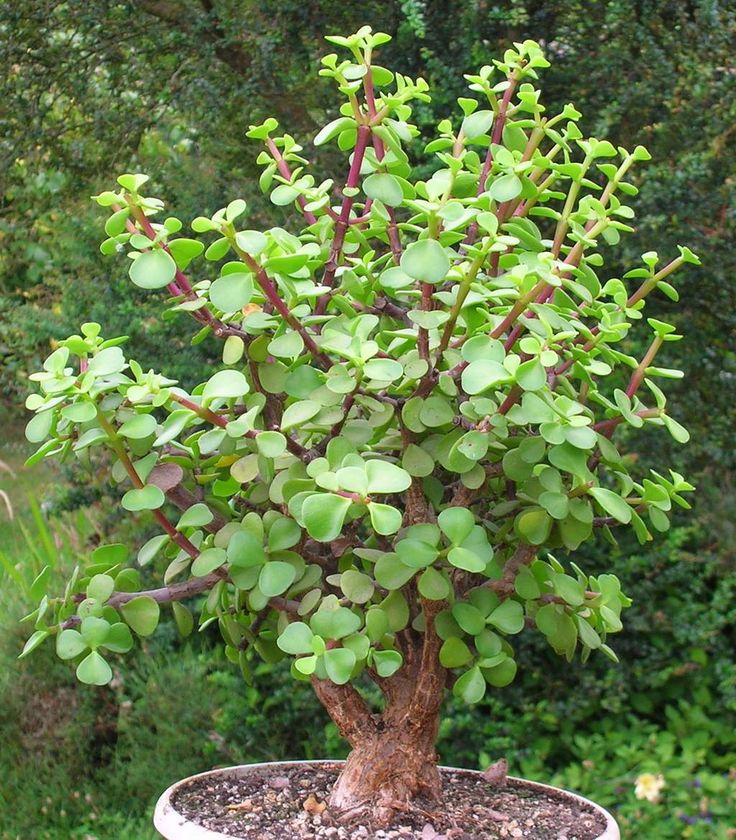 portulacaria afra