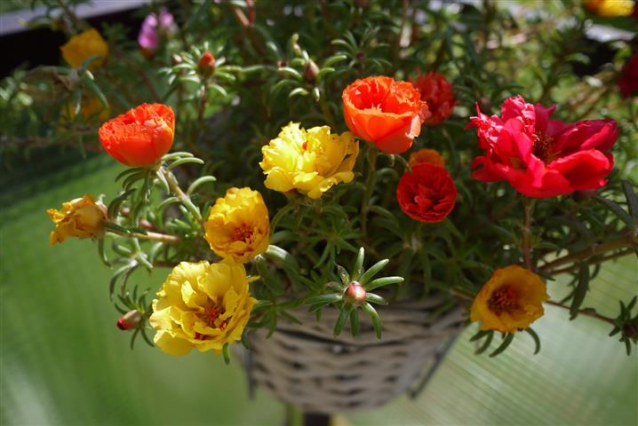 portulacas