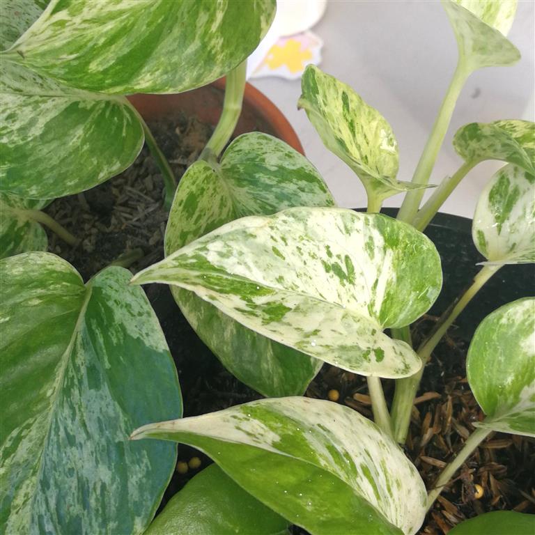 pothos marble queen