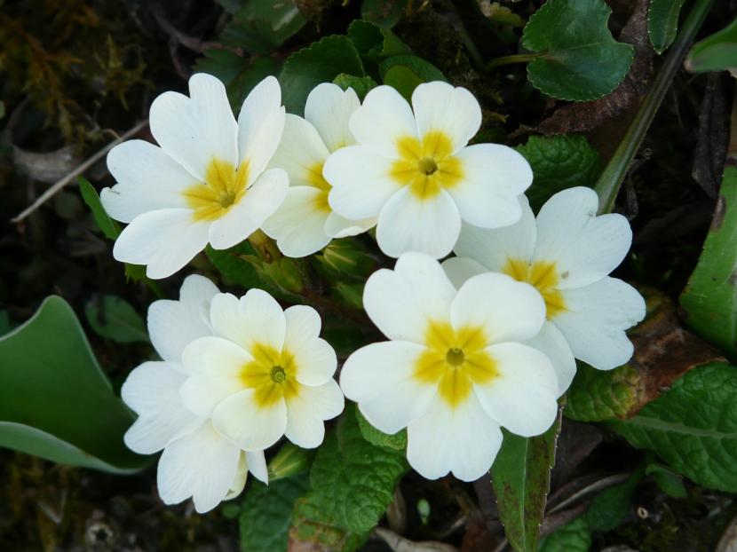 primula1