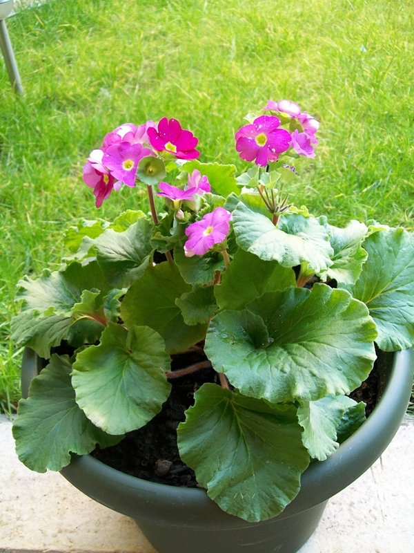 primula_obconica