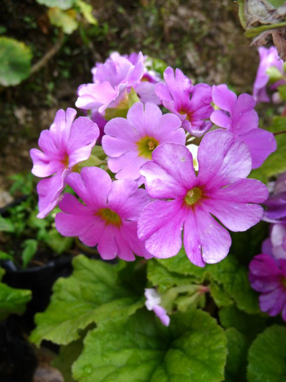 primula_obconica