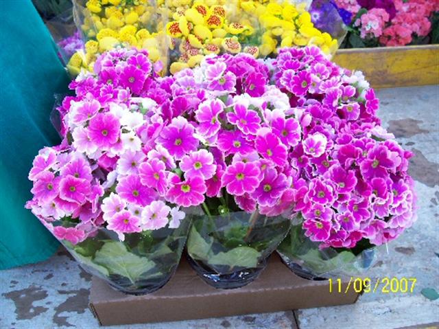 primulas (Small)