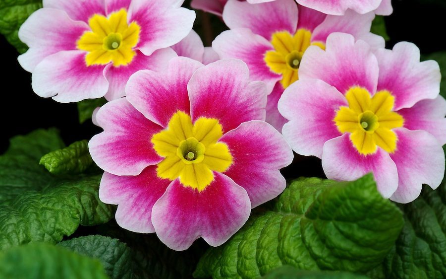 primulas