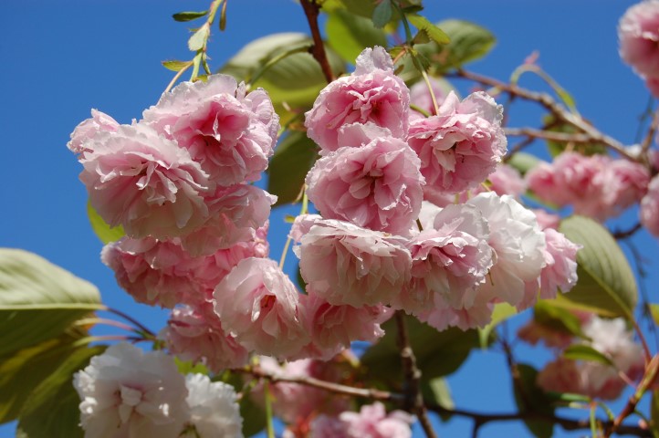 prunus-