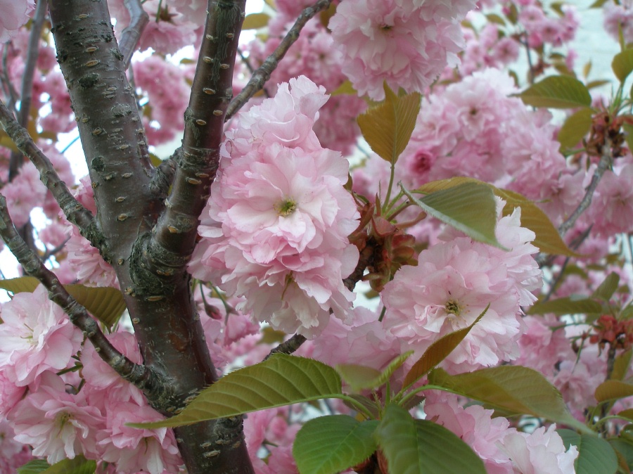 prunus_serrulata_PG